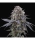 MANGOZZTEEN 6FEM (Peach Ozz x Cherrytini)