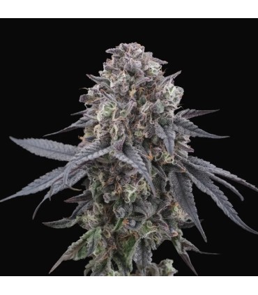 MANGOZZTEEN 6FEM (Peach Ozz x Cherrytini)