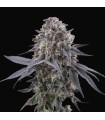 MANGOZZTEEN 6FEM (Peach Ozz x Cherrytini)