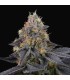SAVAGE CHERRIES 6FEM (Lemon Butter Cream x Cherrytini