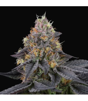 SAVAGE CHERRIES 6FEM (Lemon Butter Cream x Cherrytini