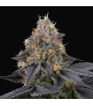 SAVAGE CHERRIES 6FEM (Lemon Butter Cream x Cherrytini