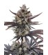 RF3 BANANA PURPLE PUNCH AUTO 3FEM
