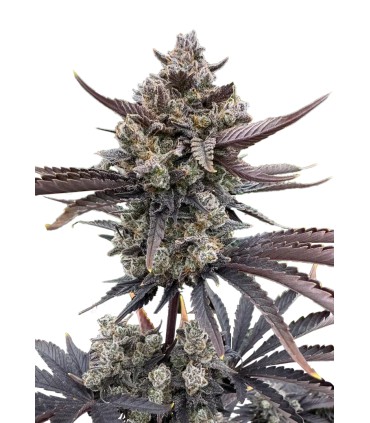 RF3 BANANA PURPLE PUNCH AUTO 3FEM