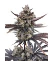 RF3 BANANA PURPLE PUNCH AUTO 3FEM