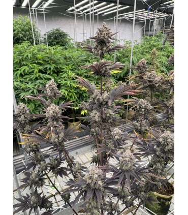 RF3 BANANA PURPLE PUNCH AUTO 3FEM