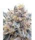 RF3 CHERRY COLA AUTO 3FEM