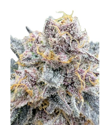 RF3 CHERRY COLA AUTO 3FEM