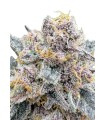 RF3 CHERRY COLA AUTO 3FEM