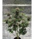RF3 CHERRY COLA AUTO 3FEM