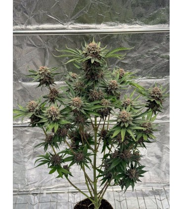 RF3 CHERRY COLA AUTO 3FEM