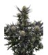 RF3 GUAVA AUTO 3FEM