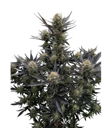 RF3 GUAVA AUTO 3FEM