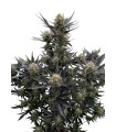 RF3 GUAVA AUTO 3FEM