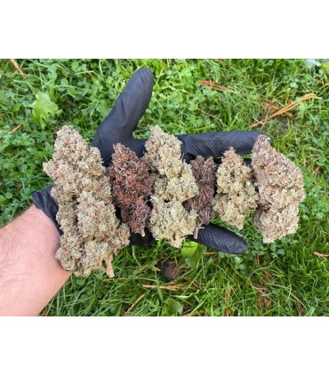 MIX PACK AUTO 5FEM