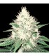 TAHOE BILBO 5FEM (Tahoe OG Kush x OG Lemon Bilbo)