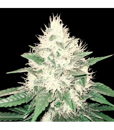 TAHOE BILBO 5FEM (Tahoe OG Kush x OG Lemon Bilbo)