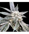 Golden Berry (Kushberry x Jew Gold Cut)
