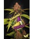 BANANA PURPLE AUTO
