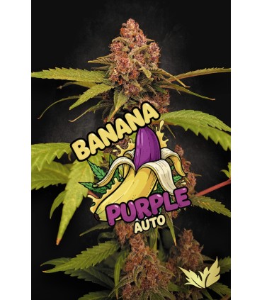BANANA PURPLE AUTO