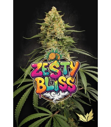 ZESTY BLISS 3FEM