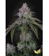 VELVET MIST 3FEM