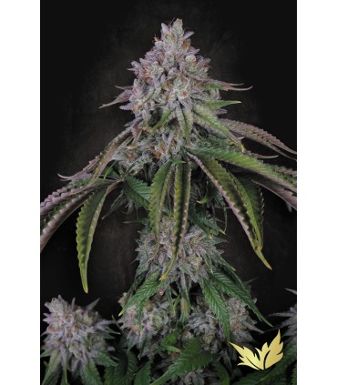 VELVET MIST 3FEM