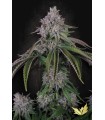 VELVET MIST 3FEM