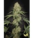 TROPICAL FRUIT CAKE 3FEM