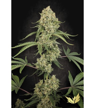 TROPICAL FRUIT CAKE 3FEM