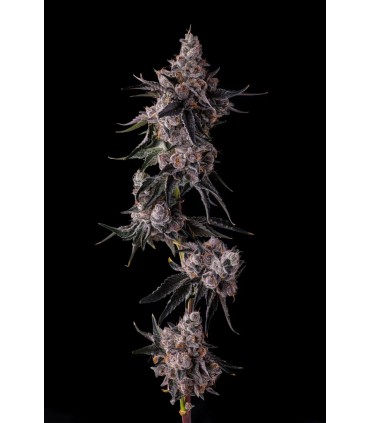 LEMON CHERRY PAVE 7FEM (Lemon Cherry Gelato x Pave)