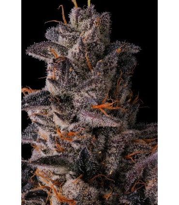 LEMON CHERRY PAVE 7FEM (Lemon Cherry Gelato x Pave)