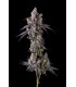 MORA AZUL 7FEM (Blueberry Cruffin x Pave)