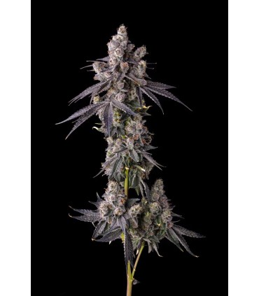 MORA AZUL 7FEM (Blueberry Cruffin x Pave)