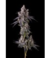 MORA AZUL 7FEM (Blueberry Cruffin x Pave)
