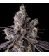 MORA AZUL 7FEM (Blueberry Cruffin x Pave)