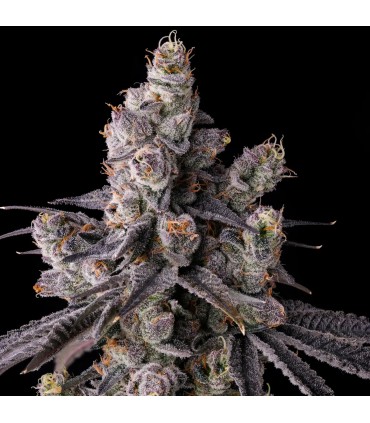 MORA AZUL 7FEM (Blueberry Cruffin x Pave)