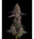 KUMAMOTOZ 7FEM (Pearlz x Pave)