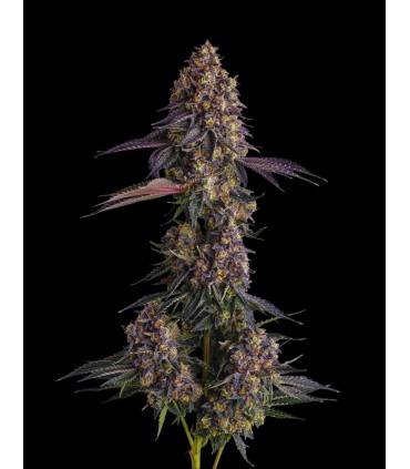 KUMAMOTOZ 7FEM (Pearlz x Pave)