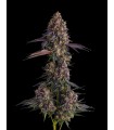 KUMAMOTOZ 7FEM (Pearlz x Pave)