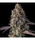 KUMAMOTOZ 7FEM (Pearlz x Pave)