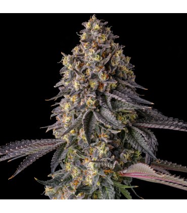 KUMAMOTOZ 7FEM (Pearlz x Pave)