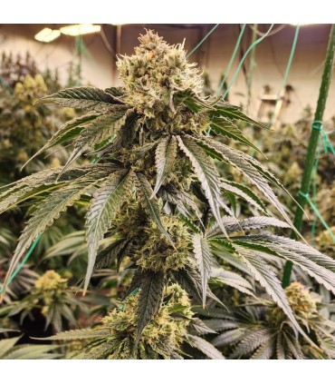 DIRTY BANANA  GEN1 5FEM