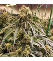 DIRTY BANANA  GEN1 5FEM