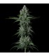 GRANDPA'S STASH R2 5FEM