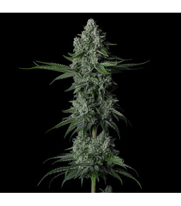 GRANDPA'S STASH R2 5FEM
