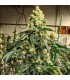 SOUR G R1 5FEM