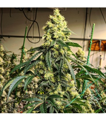 SOUR G R1 5FEM