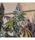 CHERRY PIE OG S1 5FEM