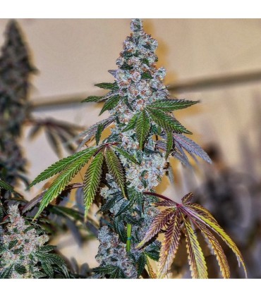 CHERRY PIE OG S1 5FEM